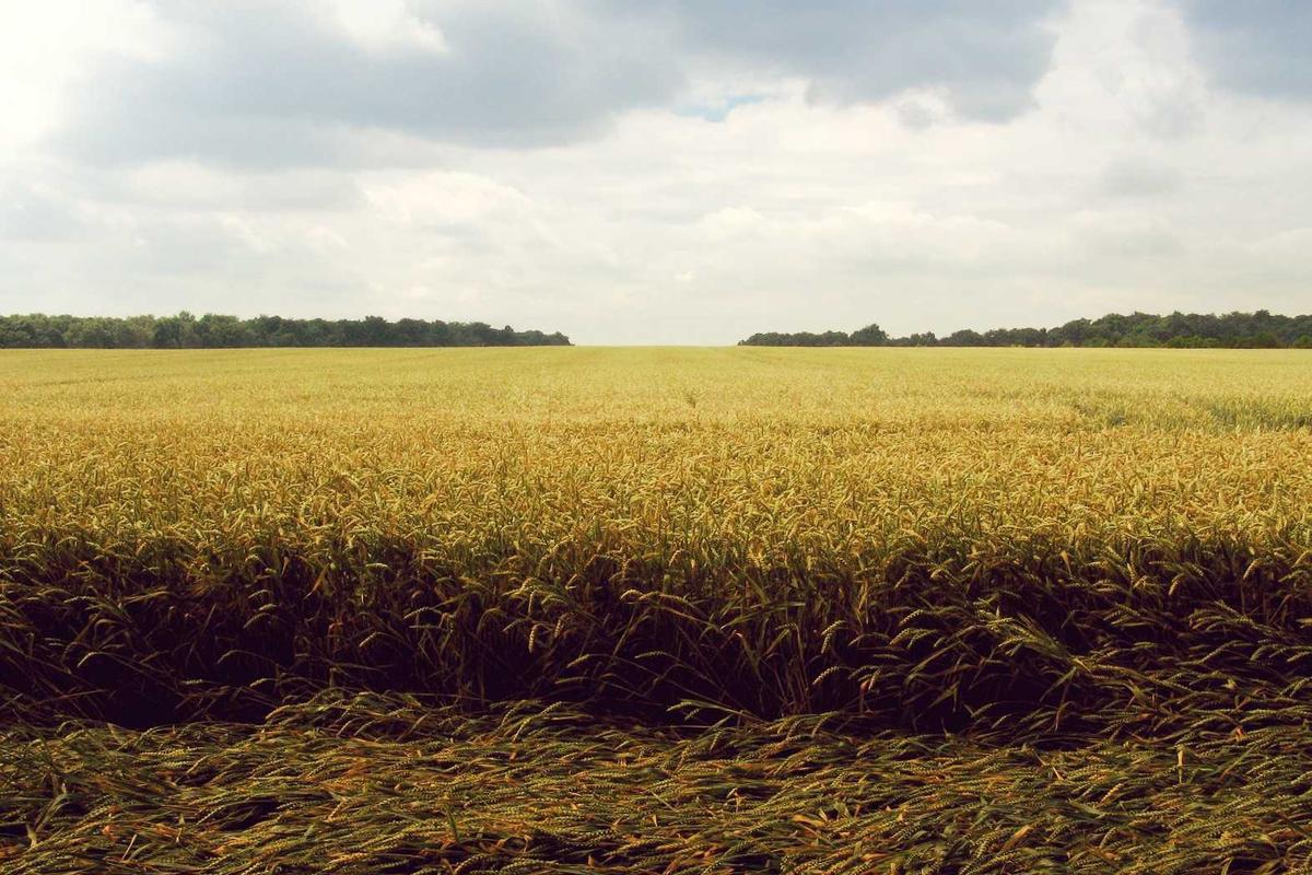 Viral! 8 Aplikasi Short Movie & TV Online Ini Bisa Hasilkan Saldo DANA Dari Nonton Video